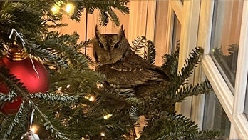 Yuletide owl found roosting in Kentucky family's Christmas tree for days before being found