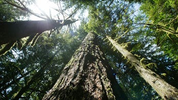 US officials propose historic conservation measures for old growth forests amid growing threats