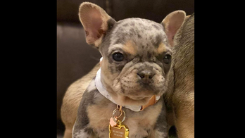 Suspected crime ring uses garage door hack to steal French bulldog puppy: police